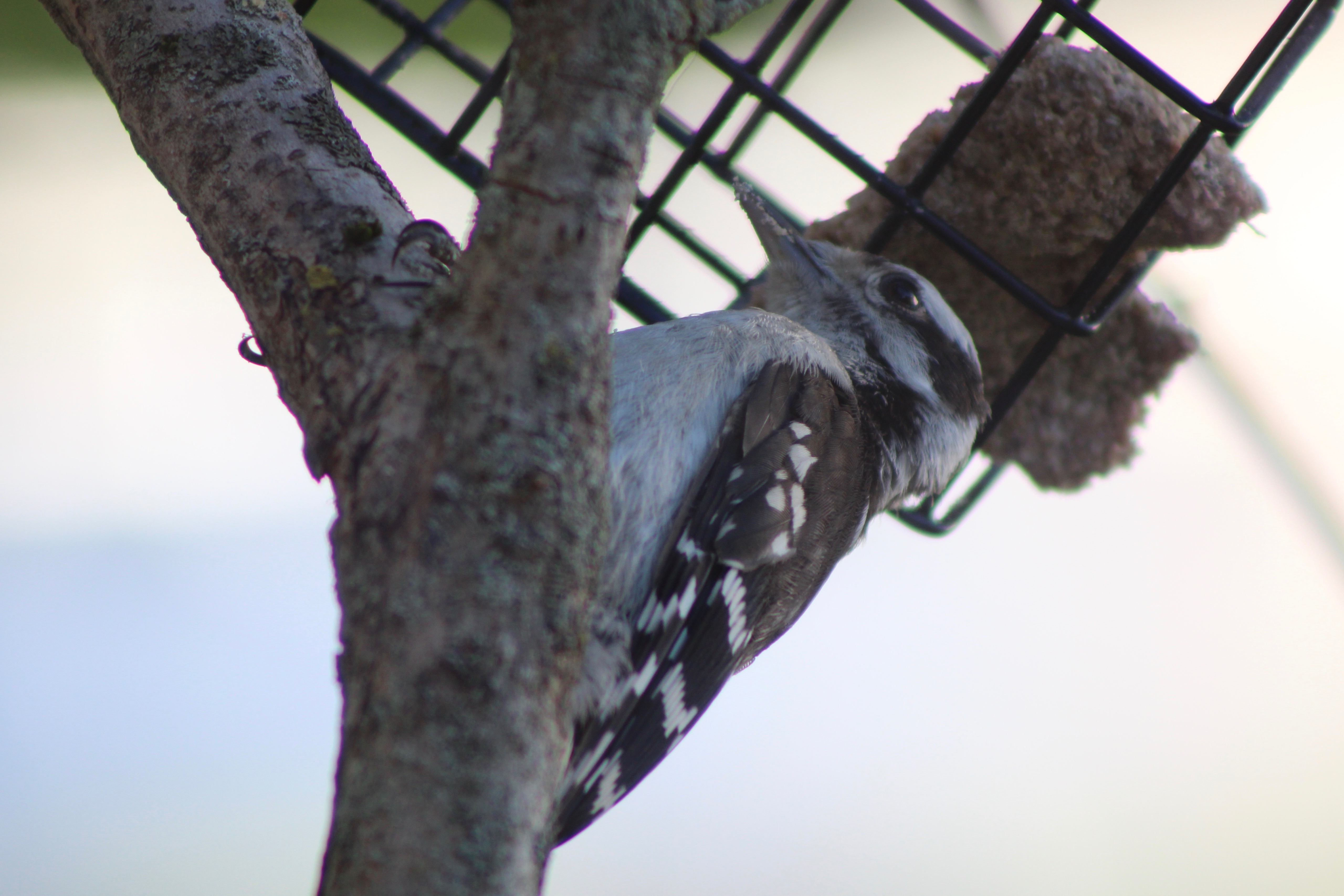 Downy Woodpecker